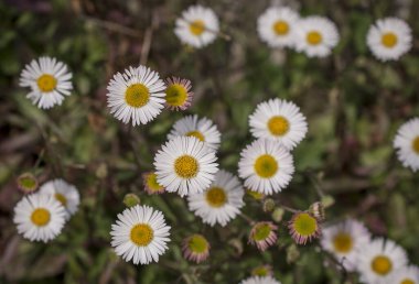 Baharın güneşli bir gününde papatya tarlası.