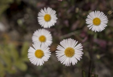 Baharın güneşli bir gününde papatya tarlası.