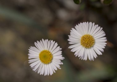 Baharın güneşli bir gününde papatya tarlası.