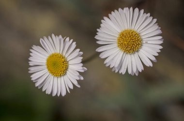 Baharın güneşli bir gününde papatya tarlası.