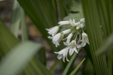 Baharın güneşli bir gününde papatya tarlası.