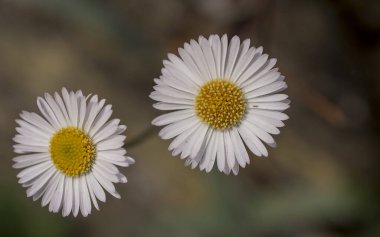 Baharın güneşli bir gününde papatya tarlası.