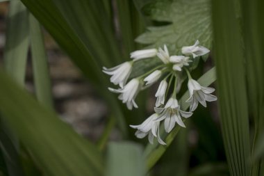 Baharın güneşli bir gününde papatya tarlası.