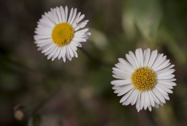 Baharın güneşli bir gününde papatya tarlası.