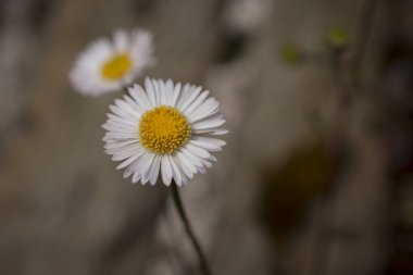 Baharın güneşli bir gününde papatya tarlası.