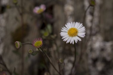 Baharın güneşli bir gününde papatya tarlası.