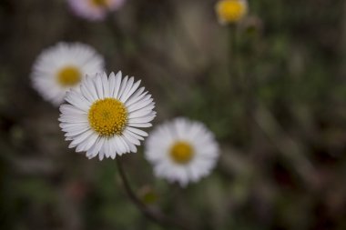 Baharın güneşli bir gününde papatya tarlası.