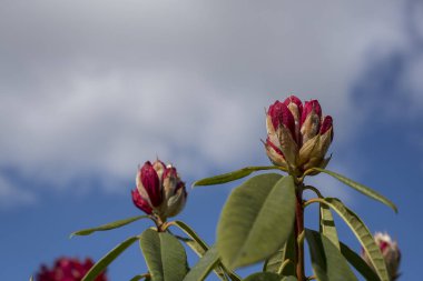 Parkta pembe rhododendron tomurcukları filizleniyor