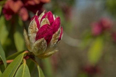 Parkta pembe rhododendron tomurcukları filizleniyor