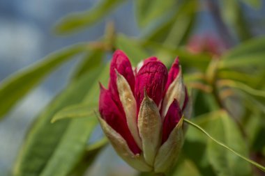 Parkta pembe rhododendron tomurcukları filizleniyor
