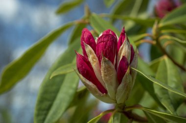 Parkta pembe rhododendron tomurcukları filizleniyor
