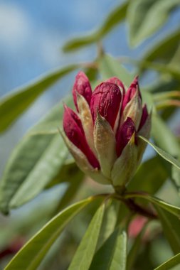 Parkta pembe rhododendron tomurcukları filizleniyor
