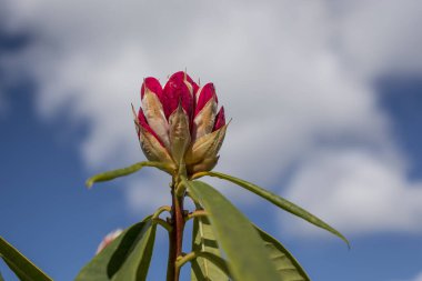 Parkta pembe rhododendron tomurcukları filizleniyor