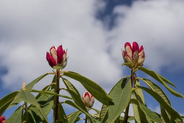 Parkta pembe rhododendron tomurcukları filizleniyor