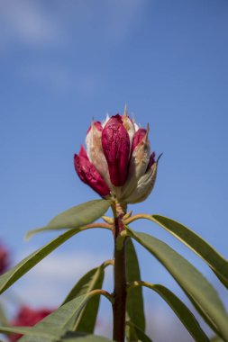 Parkta pembe rhododendron tomurcukları filizleniyor