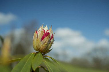 Parkta pembe rhododendron tomurcukları filizleniyor