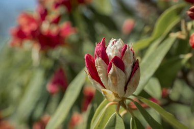 Parkta pembe rhododendron tomurcukları filizleniyor