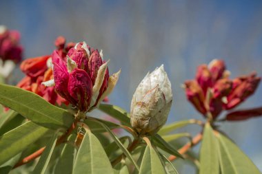 Parkta pembe rhododendron tomurcukları filizleniyor