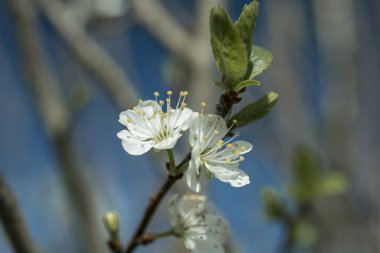  İlkbaharda bir ağacın dallarını süsleyen çiçekler.