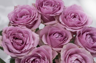 Güzel taze güllerle dolu tebrik kartı ve kopyalama alanı.