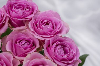 Güzel taze güllerle dolu tebrik kartı ve kopyalama alanı.