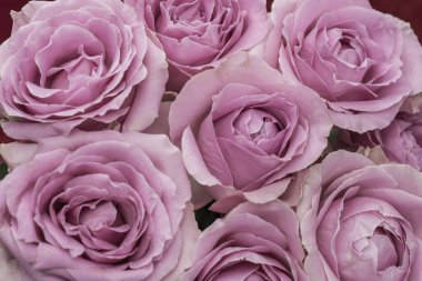 Güzel taze güllerle dolu tebrik kartı ve kopyalama alanı.