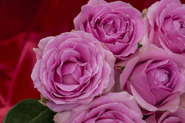 Güzel taze güllerle dolu tebrik kartı ve kopyalama alanı.