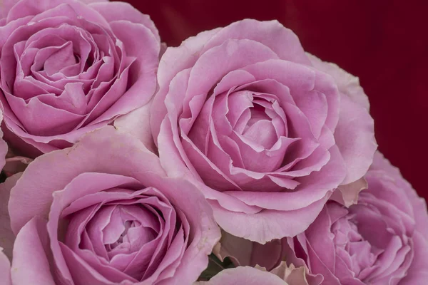 Güzel taze güllerle dolu tebrik kartı ve kopyalama alanı.