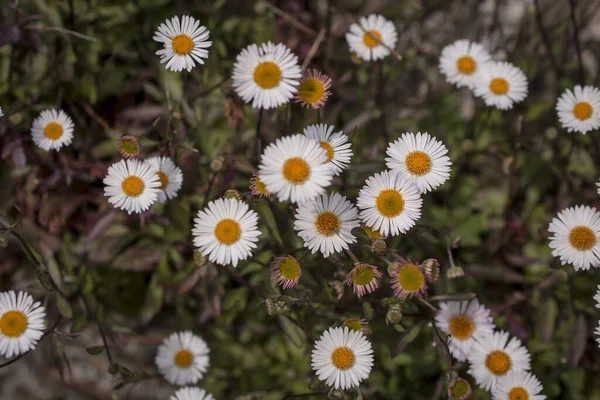Baharın güneşli bir gününde papatya tarlası.