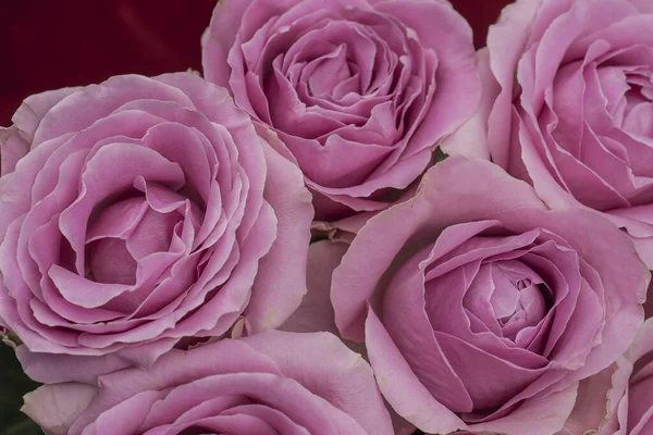 Güzel taze güllerle dolu tebrik kartı ve kopyalama alanı.