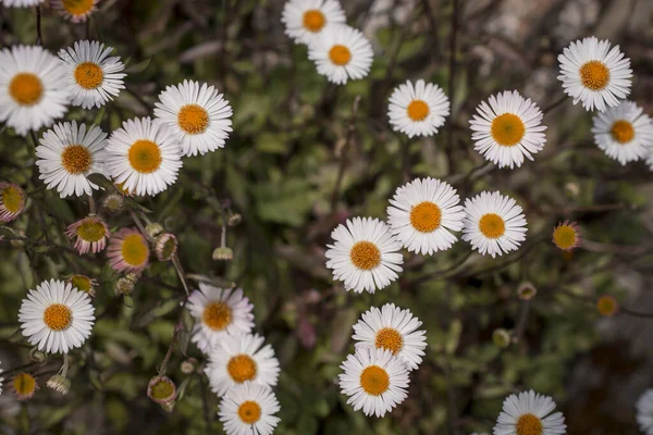Baharın güneşli bir gününde papatya tarlası.