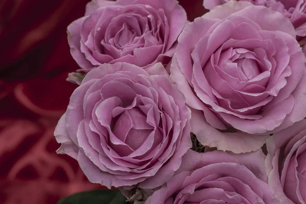 Greeting Card Beautiful Fresh Roses Copy Space — Zdjęcie stockowe