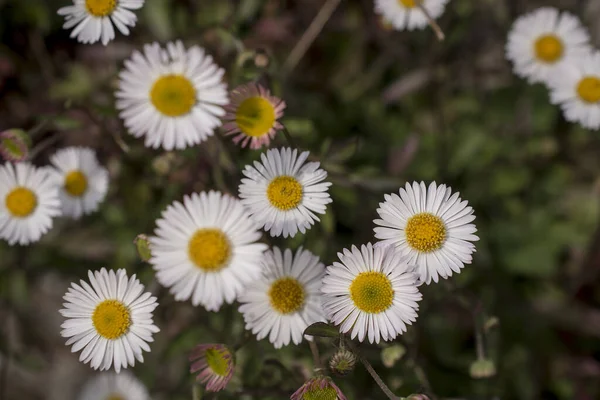 Baharın güneşli bir gününde papatya tarlası.