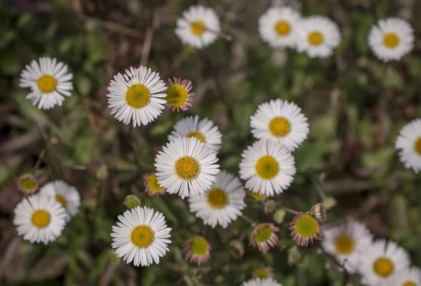 Baharın güneşli bir gününde papatya tarlası.