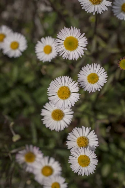 Campo Margarida Está Num Dia Ensolarado Primavera — Fotografia de Stock