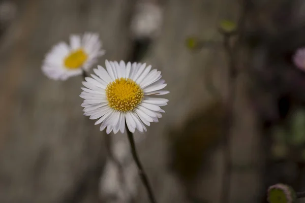 Field Daisy Sunny Day Spring Time — Stock Photo, Image