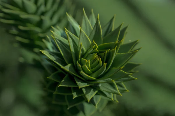 Araucaria Also Known Monkey Puzzle — Fotografia de Stock