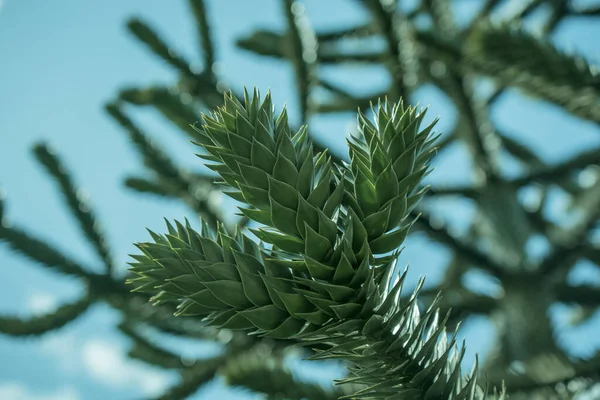 Araucaria maymun bulmacası olarak da bilinir.