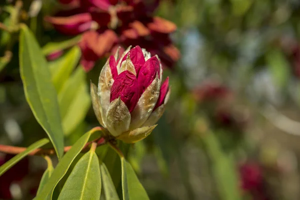 Budding Pink Rhododendron Buds Park — Stock Photo, Image
