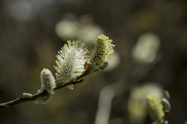 Detailní Vrbová Větev Zeleném Pozadí — Stock fotografie