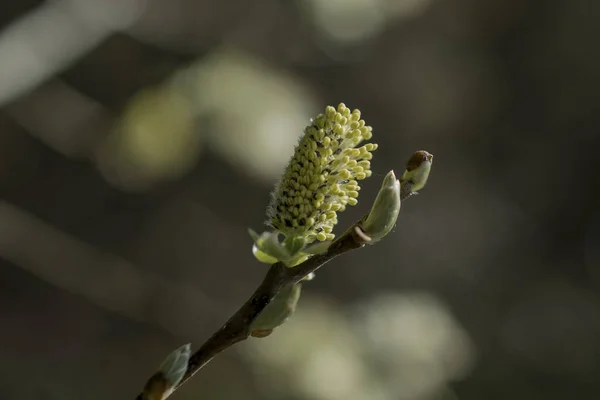 Close Willow Branch Green Background — Photo