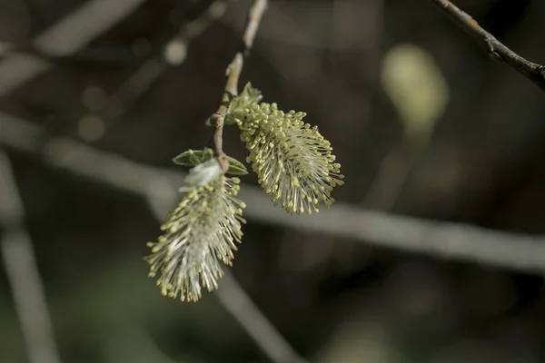 Close Willow Branch Green Background — стоковое фото