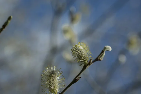 Close Willow Branch Green Background — Fotografia de Stock