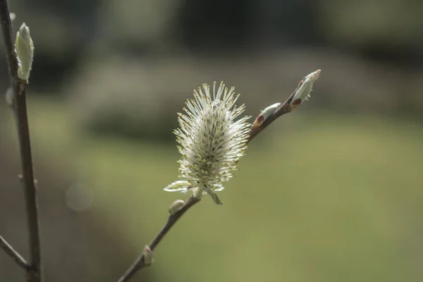 绿色背景的特写柳枝 — 图库照片