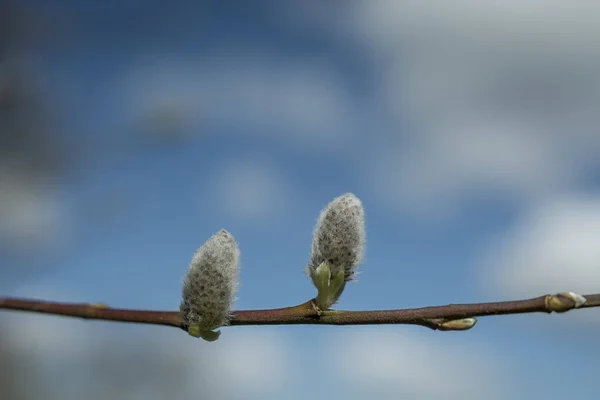 Close Willow Branch Green Background — Foto Stock