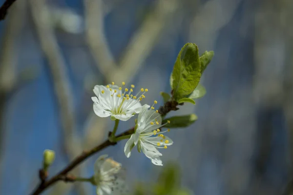 Flores Adornam Ramos Uma Árvore Início Primavera — Fotografia de Stock