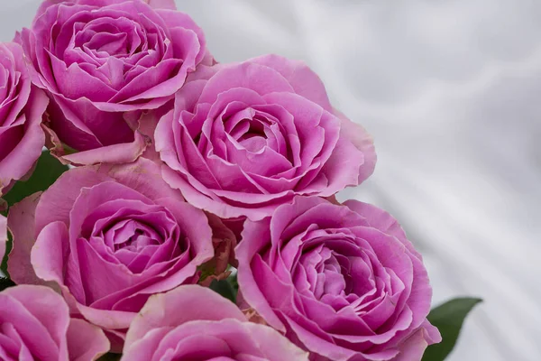 Güzel taze güllerle dolu tebrik kartı ve kopyalama alanı.