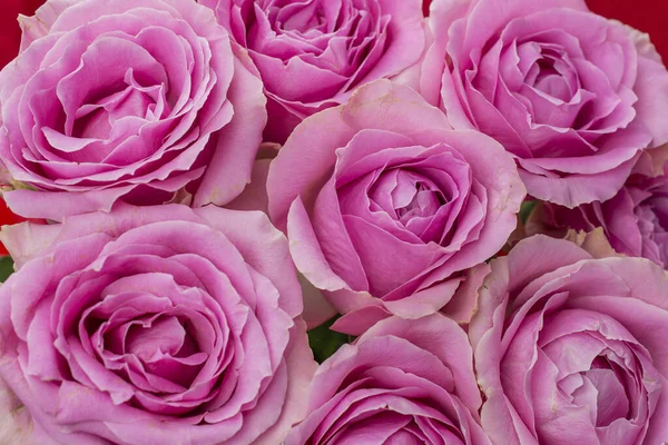 Güzel taze güllerle dolu tebrik kartı ve kopyalama alanı.