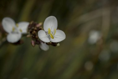 Üç köşeli pırasa alyum triquetrum çiçeğine yaklaş. 