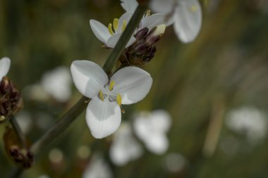 Üç köşeli pırasa alyum triquetrum çiçeğine yaklaş. 